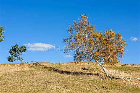 Yellow Tree On The Hill Stock Photo Image Of Nuanhe 79988732