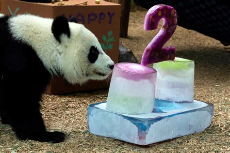 Giant Panda Twins Celebrate 2nd Birthday At Zoo Atlana