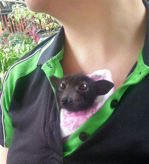 What noise does a baby bat make. These Orphaned Baby Bats In Australia Have Found The Care ...