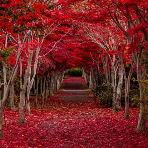 A Stunning Tunnel Of Trees In Japan During Fall Where They Exchange