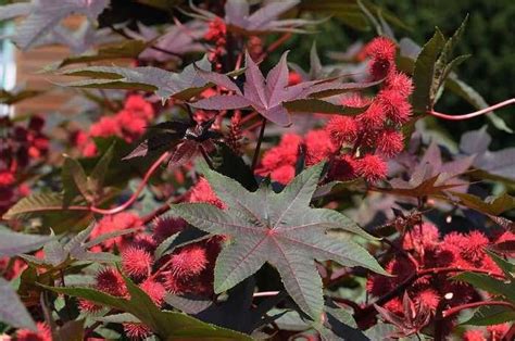 Ricinus Lekovita Svojstva I Preparati Biljke Lekovita Svojstva