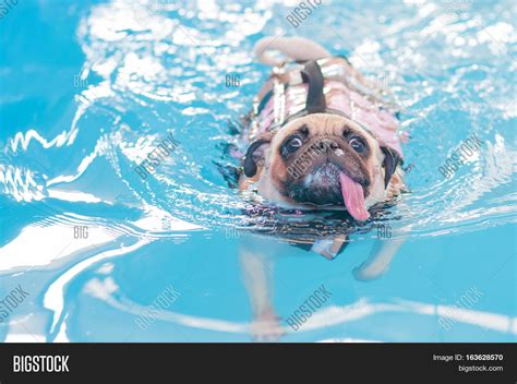 Pug Swim Swimming Pool Image And Photo Free Trial Bigstock