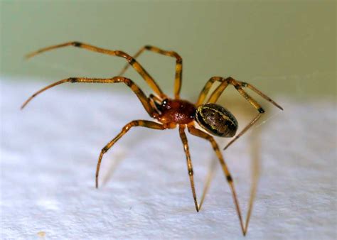 9 Common House Spiders In The United States Photos Differences The