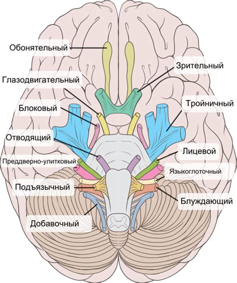 Anatomy Ideas Anatomy And Physiology Anatomy Cranial Nerves Mnemonic My Xxx Hot Girl
