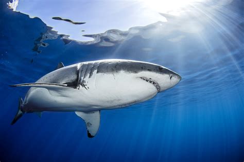 Great White Sharks May Hold The Answers To Beating Cancer
