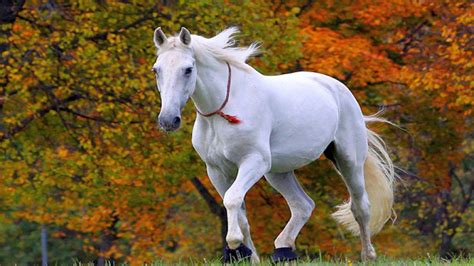 White Horses Wallpapers Wallpaper Cave