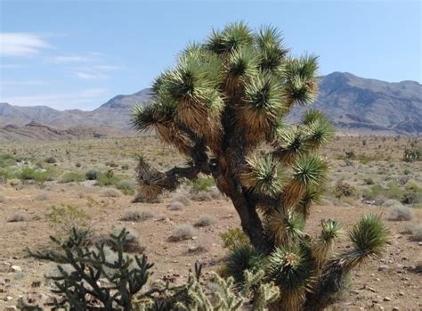 Visit Joshua Tree National Natural Landmark In Southern Utah