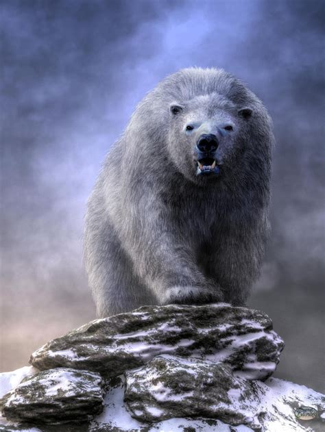 King Polar Bear By Deskridge On Deviantart Polar Bear Art Polar Bear