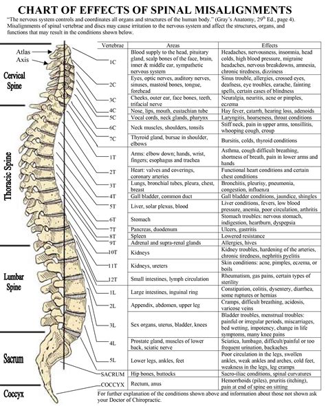 Spine Health Chiropractic Spinal Nerve