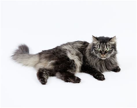 Siberian Cat Wikipedia
