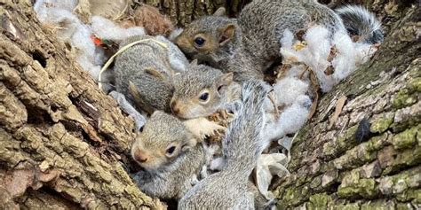 Discover Squirrel Breeding Cycle In Milwaukee Wi