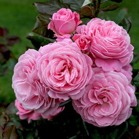 Rose Summer Romance Pbr Bush Form Premium Hello Hello Plants