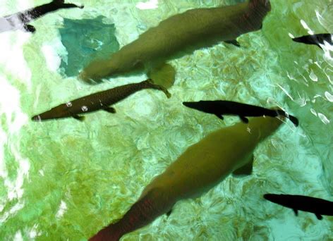 These realistic fish shah alam can be customized as gifts. Eat Till Tummy Full: Xian Leng Aquarium @ Shah Alam