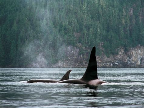 Kayaking With Orca In British Columbia Canada Blog