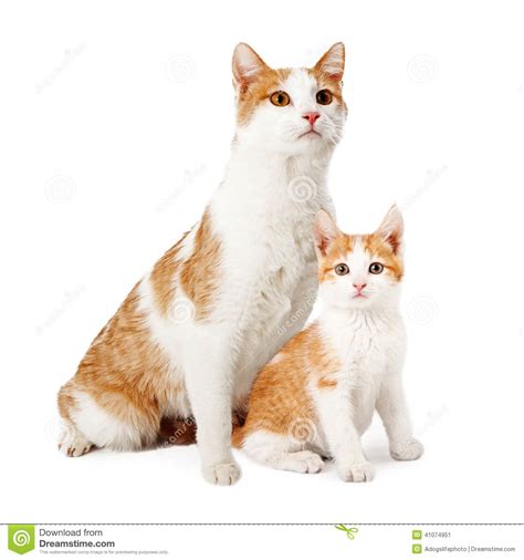 Kitten food is ideal as it has a higher calorie content than regular food and has added vitamins and minerals. Mother Cat And Kitten Siting Together Stock Image - Image ...