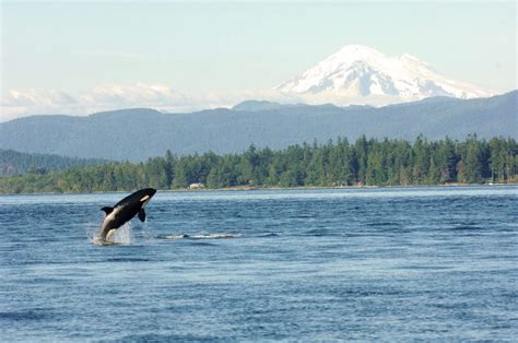 The Incredible Wildlife Of Puget Sound Pan Pacific Seattle
