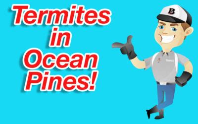 Orkin is the termite control expert. News - Bennett Termite and Pest Solutions