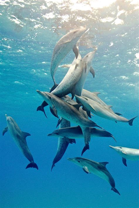 Dolphin Pod 2 Wildquest Wild Dolphin Swims Bahamas