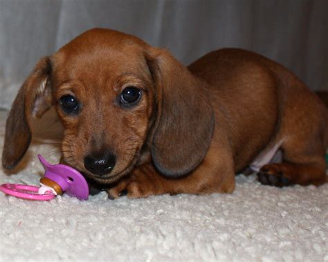 Dachshund puppies for sale near me. Our baby dachshund! | Baby dachshund, Doxie mom, Doxie puppies