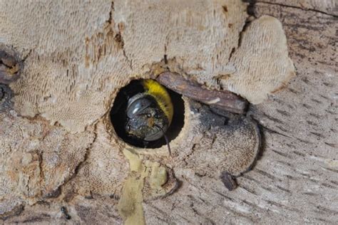 Your Guide To Carpenter Bees Green Pest Services