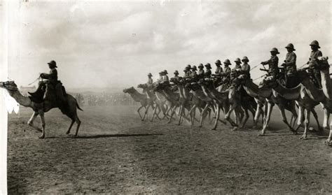 Camel corps into the american southwest. Somaliland Camel Corps | Military Wiki | FANDOM powered by ...