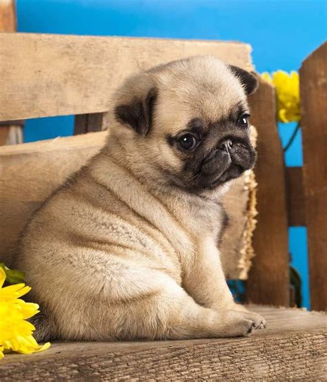 Pin By Océane Brodier On Chiens Baby Pugs Cute Pug Puppies Cute Pugs