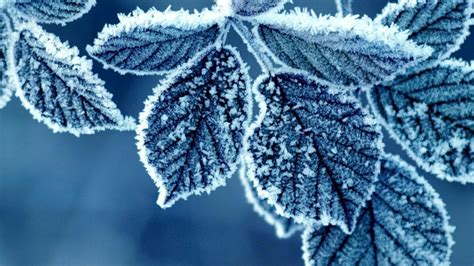 Frost Leaves Wallpapers Wallpaper Cave