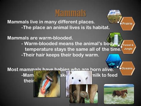 Ppt All About Mammals Powerpoint Presentation Free Download Id2695358