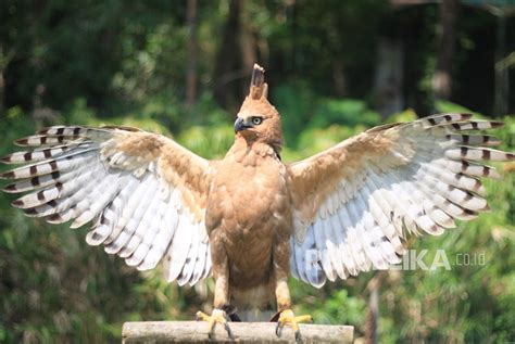 Mengenal Gambar Burung Garuda Sebagai Garuda Pancasila Mediavoria