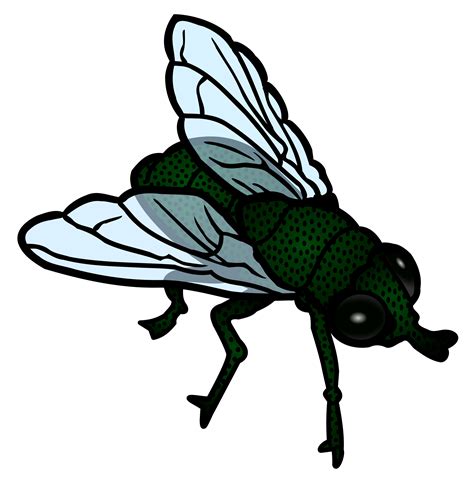 Real Fly Clipart 20 Free Cliparts Download Images On Clipground 2023