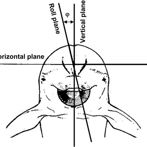 Geometry Of Measurements In The Horizontal And Vertical Planes Double
