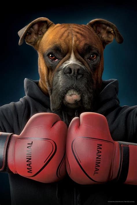 Dogs Dog Animal Boxer Boxer Dog Hd Wallpaper Peakpx