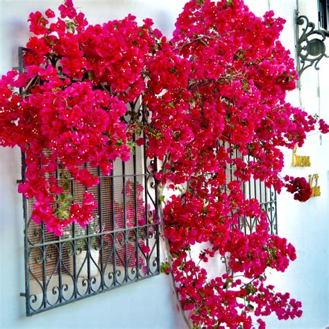 Tres Tipos De Plantas Trepadoras Para Tu Jardín O Terraza Magnolia