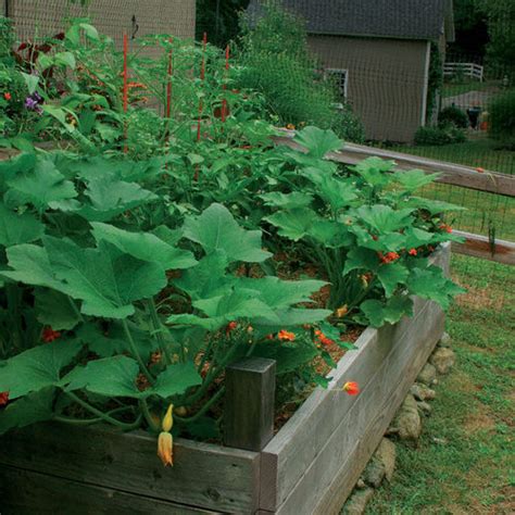 If you live in an area where its challenging to find fresh fruits and vegetables, then having a raised beds also allow you to start your garden earlier before the ground finishes thawing. How to Start a Vegetable Garden: Planting Out - FineGardening