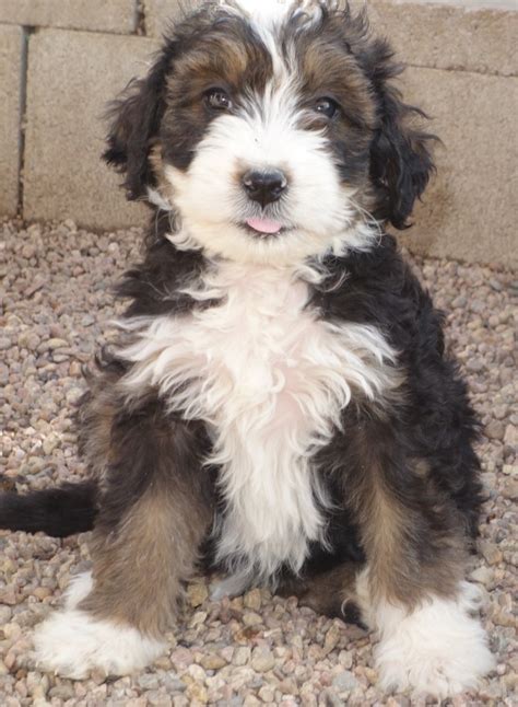 Feel free to check out our available puppies and call or email us today to. Bernedoodle Puppies for Sale Colorado | Bernese Mountain Dogs