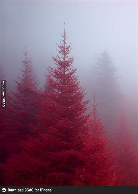 Red Forest Red Aesthetic Aesthetic Colors Pink Aesthetic