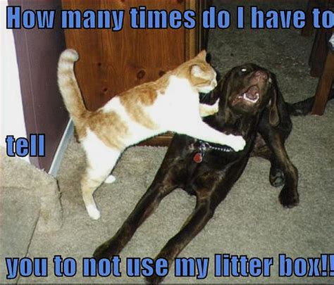 30 Funny Pictures Cat And Dog Fight Who Wins