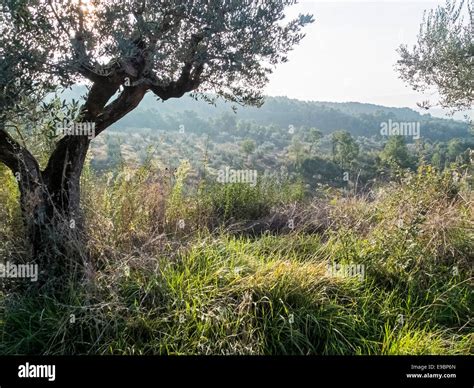 Olive Grove In Umbria Italy Stock Photo Alamy