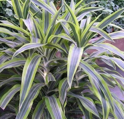 Placement for indoor use place in a light area, out of direct sunlight. Dracéna / Sárkányfa mix (Dracaena mix) | Szobanövények ...
