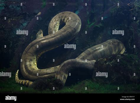 South America Green Anacondas Hi Res Stock Photography And Images Alamy