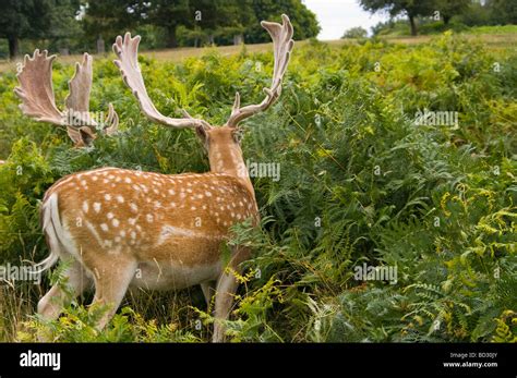 Buck Fallow Deer Grazing Amongst Ferns Stock Photo Alamy