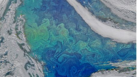 Nasa Releases Stunning Phytoplankton Photo Fox News