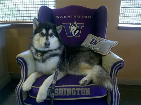 This Is My Kind Of Chair Washington Huskies Football Uw Huskies