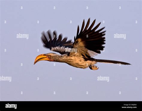 Southern Yellow Billed Hornbill Flying Stock Photo 20073490 Alamy