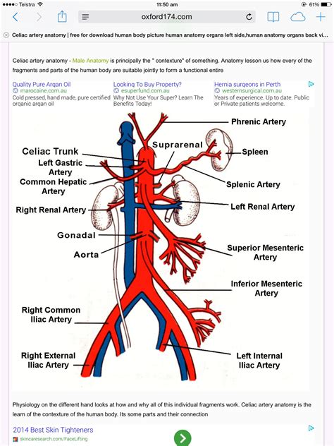 The abdomen contains many vital organs: Anatomy (With images) | Arteries anatomy, Abdominal aorta