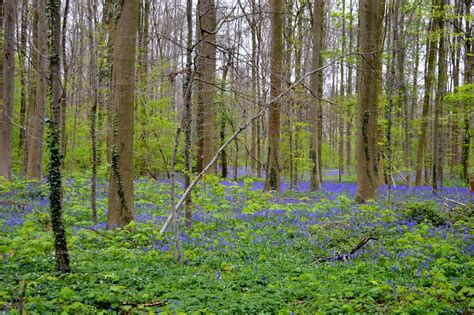 Book your hallerbos, halle holiday rentals online. the francophone files