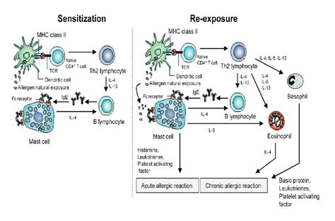 Schematic Representation Of The Pathophysiology Of Allergic Asthma In