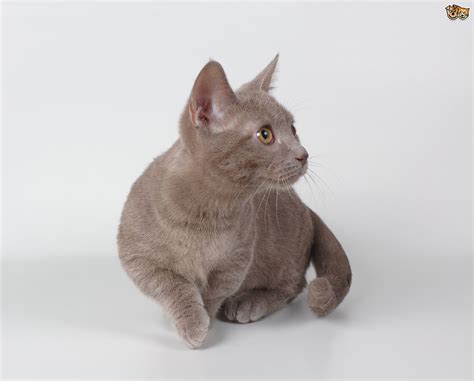 Brown Munchkin Cat Looking Up