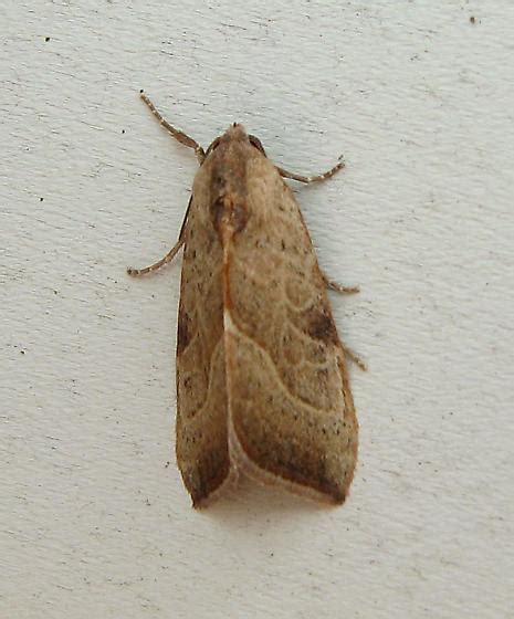 The larvae of some of the green lacewings are very special, for the camouflage themselves. Unknown small brown moth - Galgula partita - BugGuide.Net