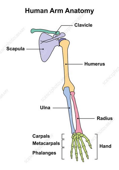 Human Arm Anatomy Illustration Stock Image F0419761 Science